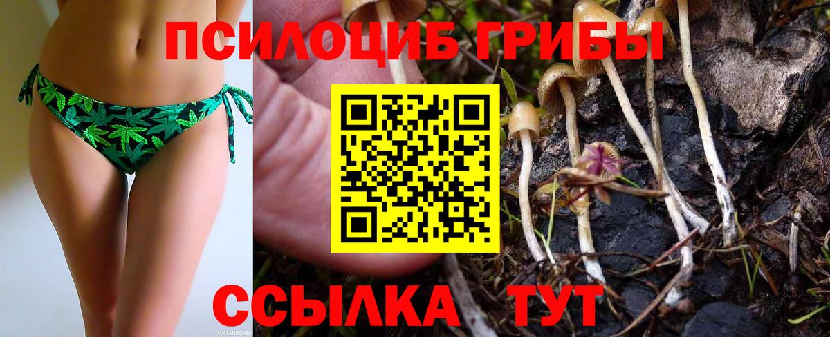 Галлюциногенные грибы Psilocybine cubensis  Сосновый Бор 
